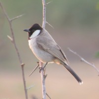 Bulbul orecchie bianche